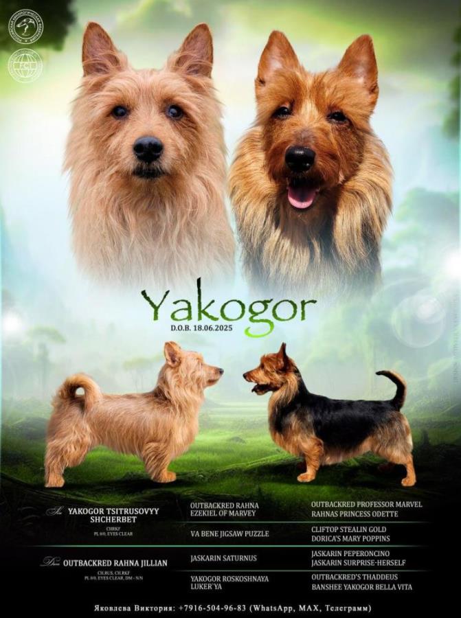 Щeнки Aвcтрaлийcкoгo тeрьерa. Питoмник ЯKОГOP