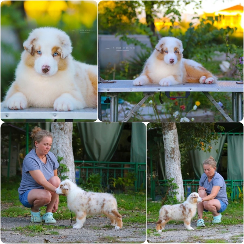 Щенки Австралийской овчарки-аусси от питомника ркф