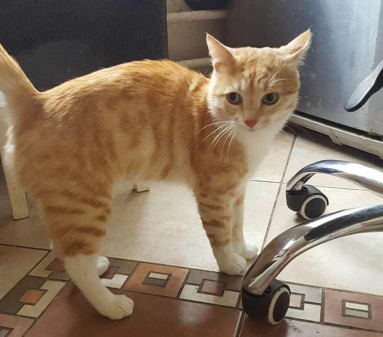 Неимоверно ласковый котенок Лучано в добрые руки